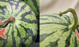 爆料吃瓜香港,爆料吃瓜，揭秘幕后真相